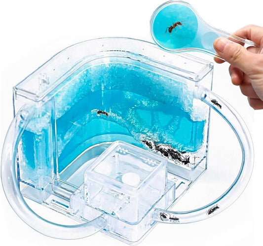 Ant Farm